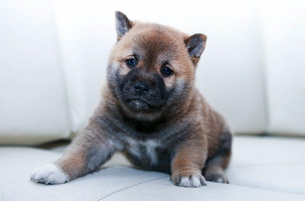 bebe-chien-vétérinaire-calais