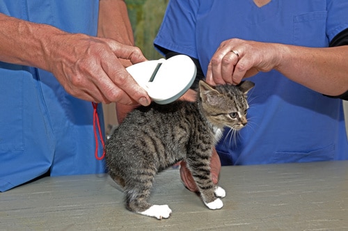 pucer-chaton-vétérinaire-calais