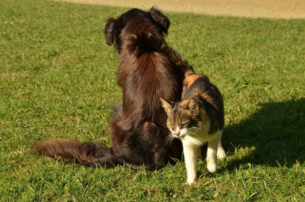 chien-et-chat-vétérinaire-calais