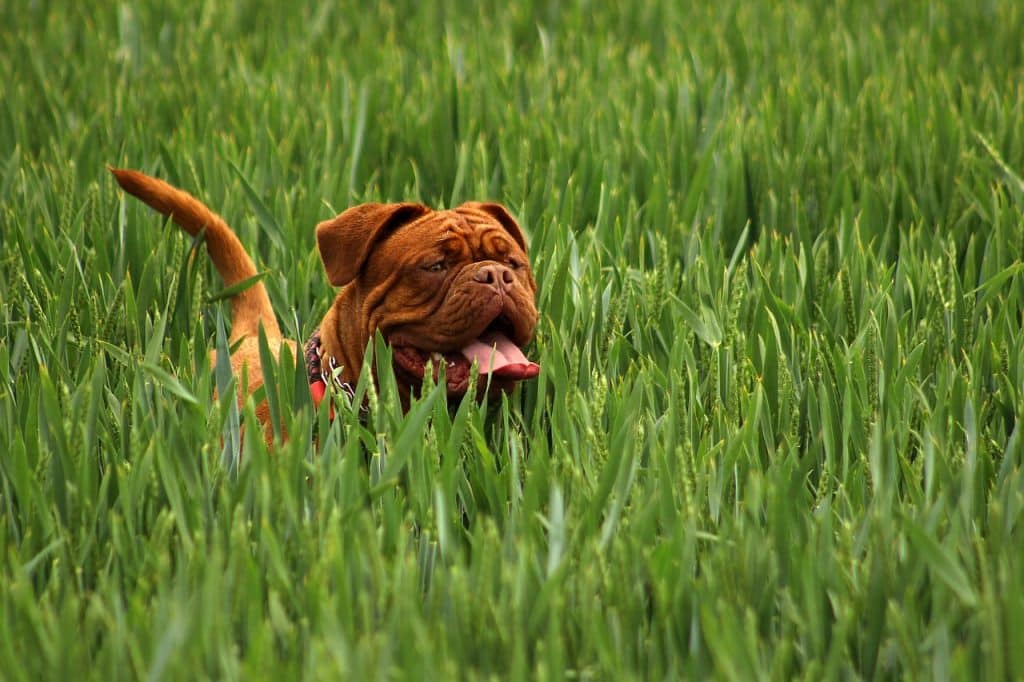 gros-chien-vétérinaire-calais