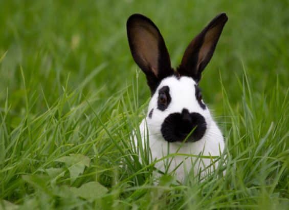 lapin-vétérinaire-calais