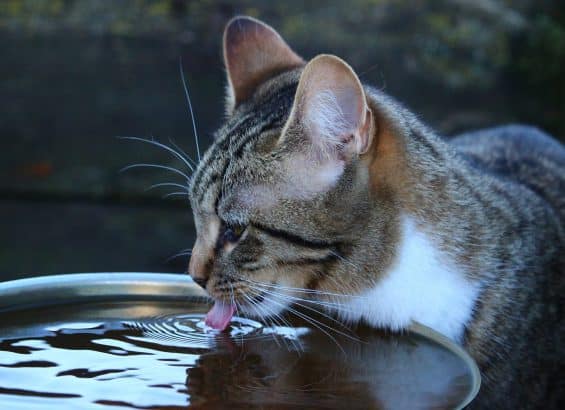 chat-saint-antoine