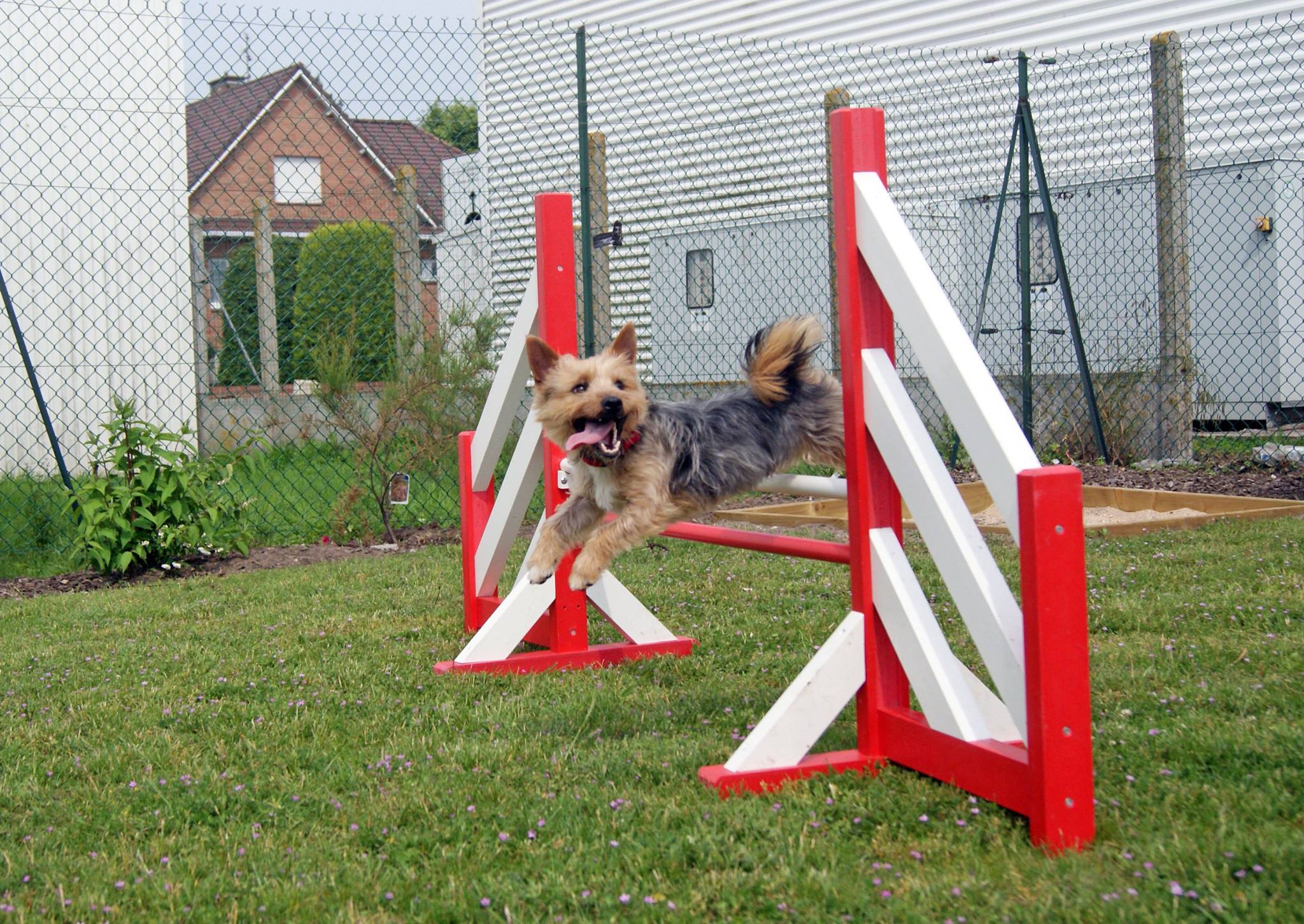 Education canine et consultation comportementale, proche de Calais