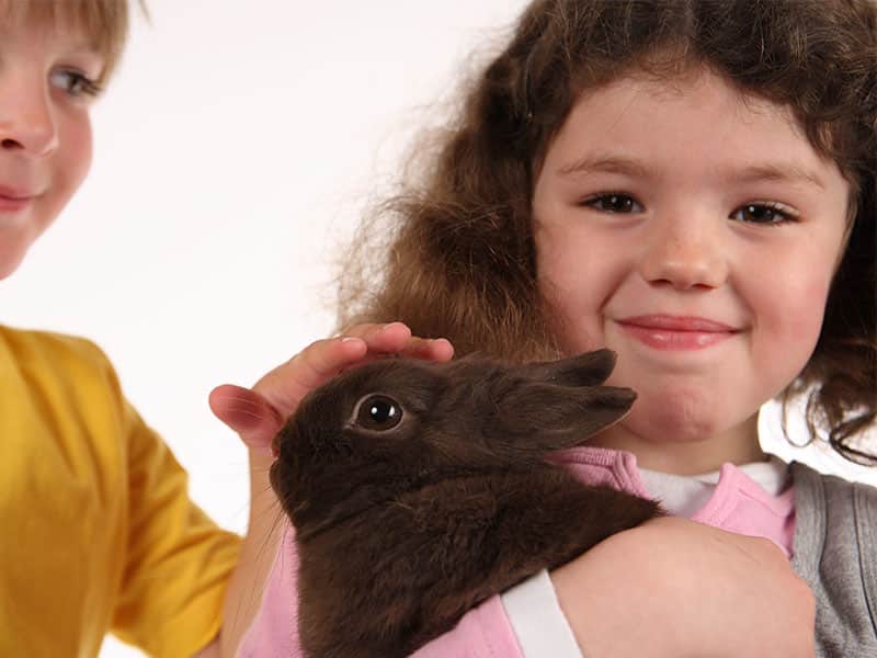 Lapin soigné et hospitalisé à la clinique Saint Antoine, près de Calais