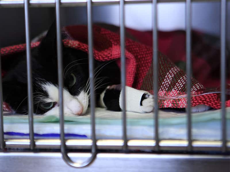 Chat sous perfusion, en phase de réveil durant son hospitalisation près de Calais