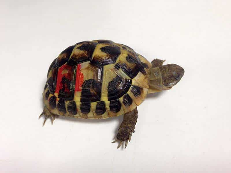 Vétérinaire pour tortue, proche de Calais Vétérinaire pour tortue, proche de Calais