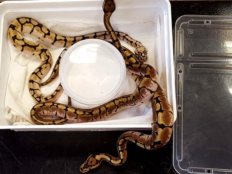 Vétérinaire proche de Calais pour soigner les serpents Vétérinaire proche de Calais pour soigner les serpents