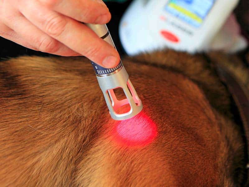 La clinique vétérinaire Saint Antoine utilise le laser pour soigner les chiens et chats, près de Calais