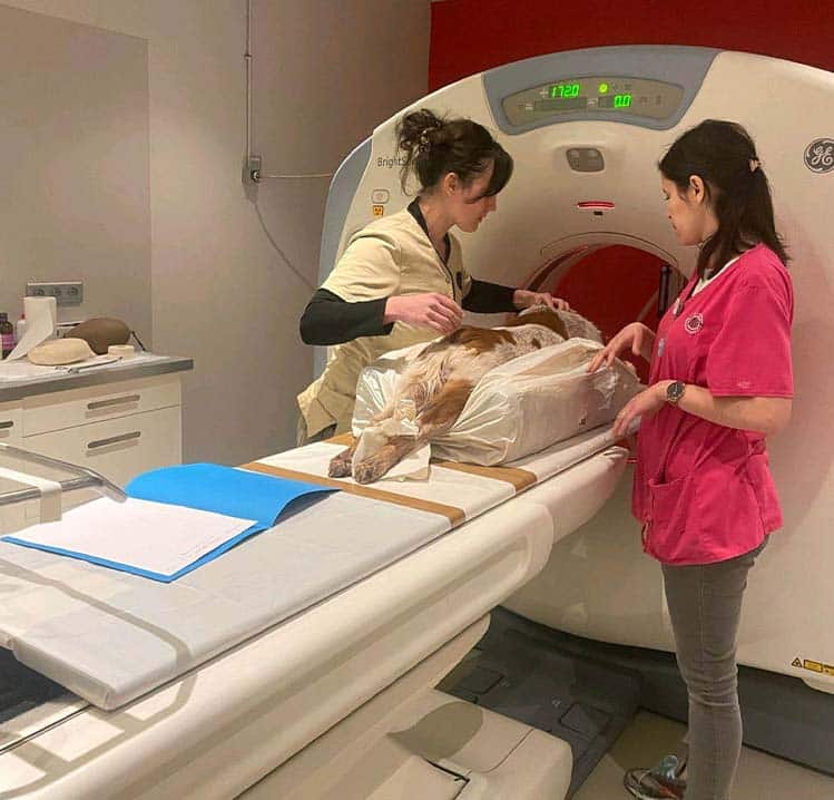 La clinique vétérinaire Saint Antoine dispose d'un scanner vétérinaire pour chiens et chats