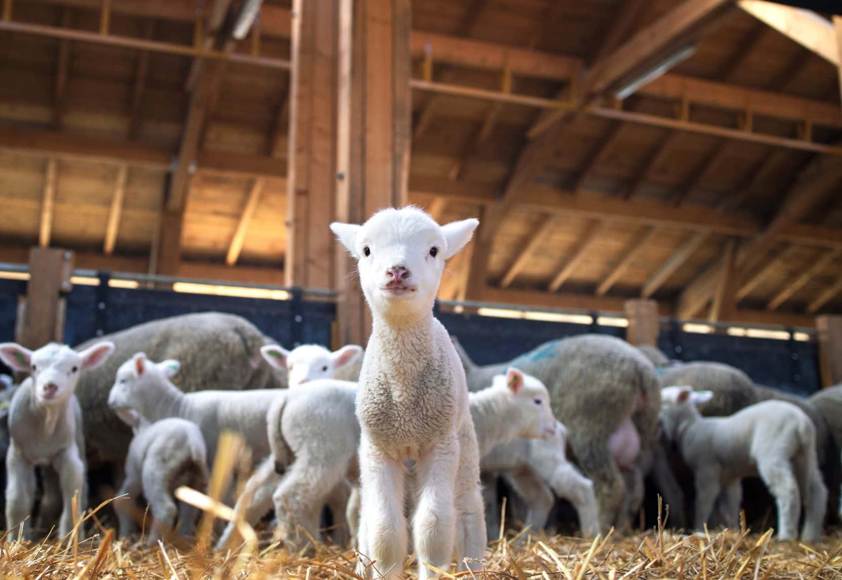 Vétérinaire avec animaux de la ferme - 71471